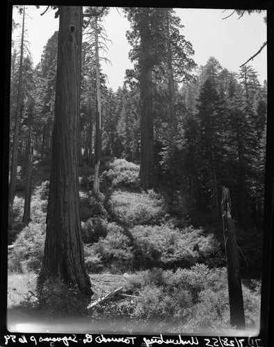 Misc. unnamed Sequoias, Tornado Creek Grove