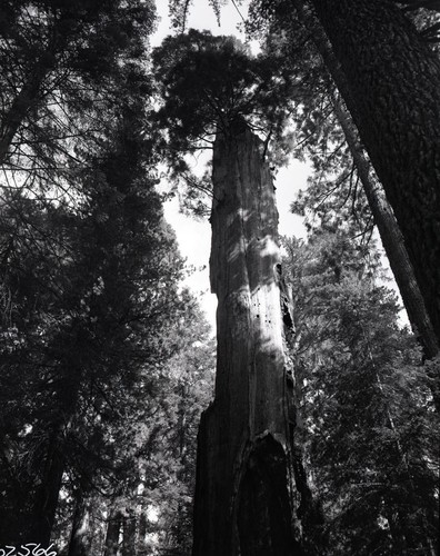 Miscellaneous Named Giant Sequoias, Black Chamber