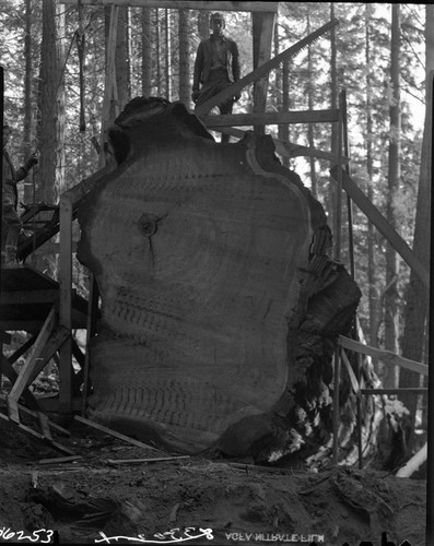 Giant Sequoia Section, Cutting section from fallen Giant Sequoia