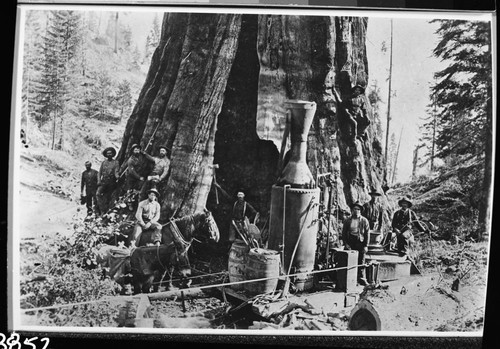 Converse Basin, Giant Sequoia National Moument, Logging, Boole Tree, with loggers and Donkey Engine. 1905