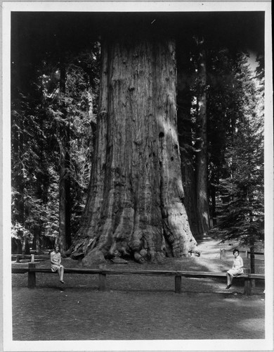 General Sherman Tree