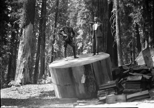 Giant Sequoia Sections, section with Col. White