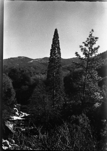 Giant Sequoias, Youthful Giant Sequoia showing distinctive shape. Near Clough Cave