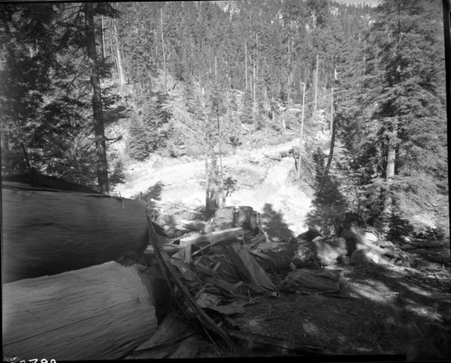 Dillwood, Logging, Cut-off area at Dillonwood