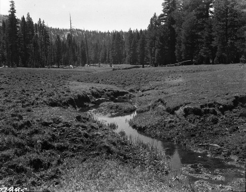 Meadow Studies, Field notebook pg 1095. Misc. Meadows