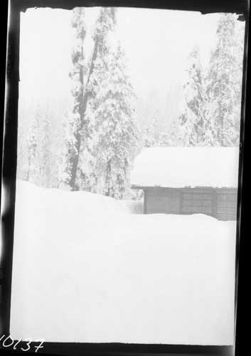 Hazard Trees. Record Heavy Snows. Hazard Tree over Lodgepole Gas Station