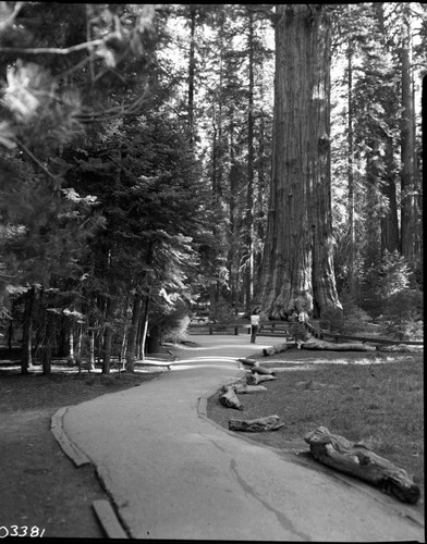 General Sherman Tree