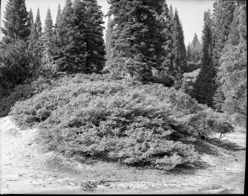 Misc. Plants, Snow Brush, Ceanothus cordulatus