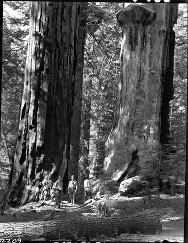 Miscellaneous Named Giant Sequoias, Pillars of Hercules. Individuals unidentified