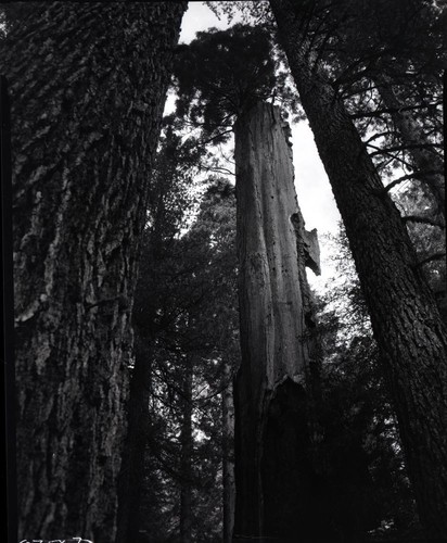Miscellaneous Named Giant Sequoias, Black Chamber