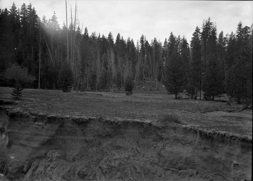 Meadow studies, gulch brink and remaining meadow on west side of wash. Note how gulch has affected the meadow, dry, white, sparse and tree invaded. Figure 126 Armstrong Report