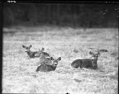 Deer, 2 does, 2 fawns taking noonday rest in Meadow