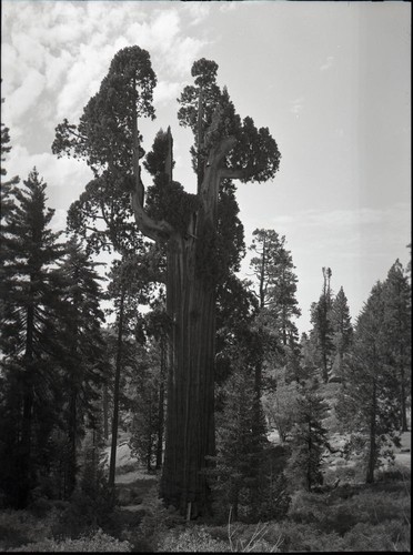 Resurrection Tree — Calisphere