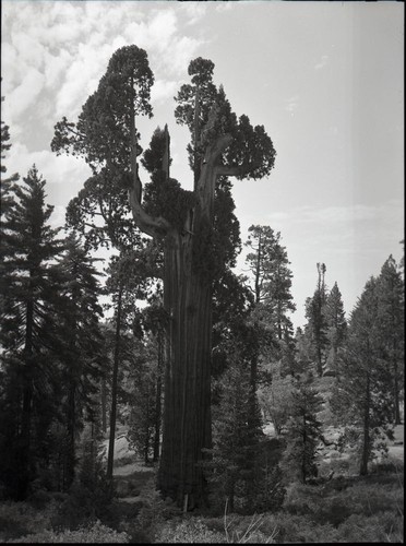 Resurrection Tree