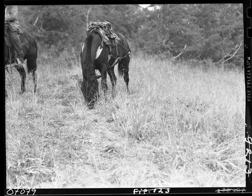 Meadows studies, Meadow in Deadman Canyon opposite Big Bird Lake, high quality forage. Stock Use