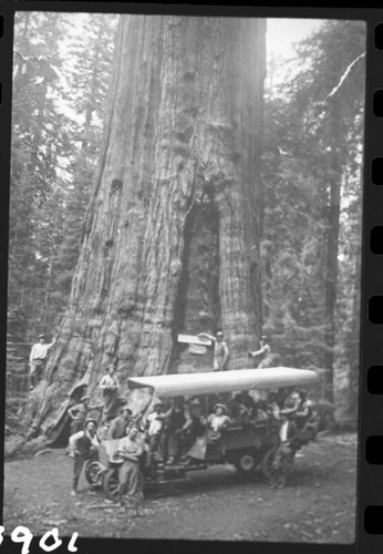 Vehicular Use. General Sherman Tree, Early auto stage at the General Sherman Tree. Ca. 1915 copied from original photo of R. E. Combs. Unknown date