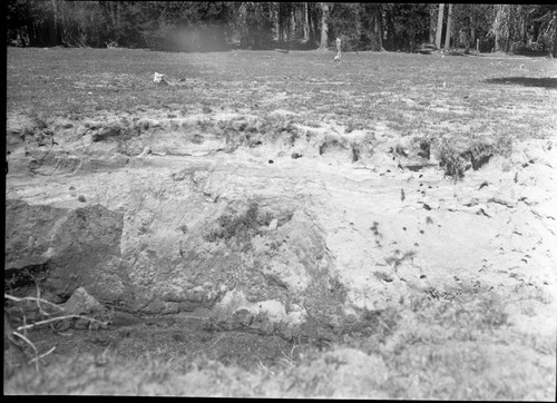 Meadow studies, note banks 12 to 15 feet deep. This will all eventually be a sand blow or sparsely timbered. Fig. 149 Armstrong Report