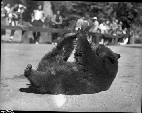 Bears and Bear Damage, Bear feeding at Bear HIll