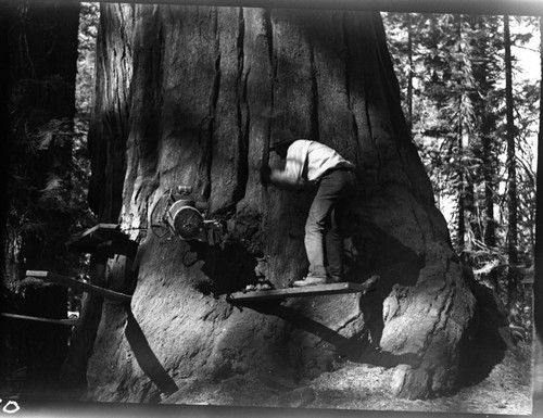 Hazard Trees, Felling giant sequoia at lodge