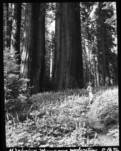 Misc. unnamed sequoias, trees in Muir Grove