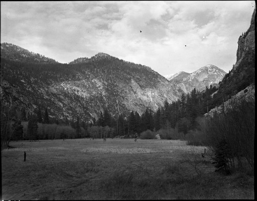 Meadow studies, Zumwalt Meadow showing recovery from grazing. Early spring condition