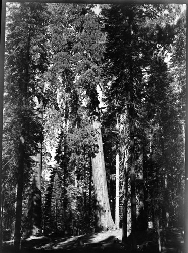 Hazard Trees, Felling giant sequoia at lodge