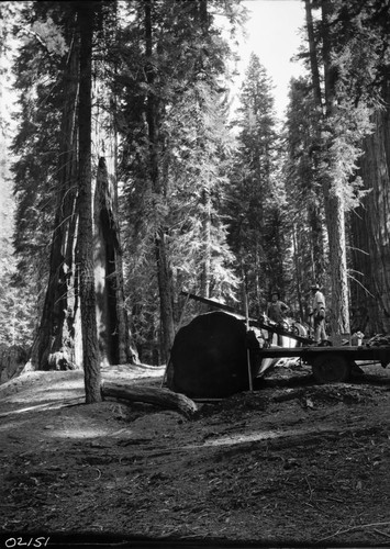 Giant Sequoia Sections, section being cut