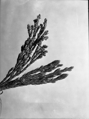 Sequoia Park, Giant Sequoia, Flowers and foliage