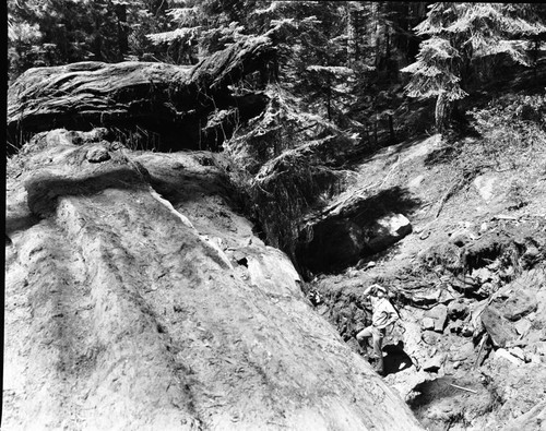 Fallen Giant Sequoias, Fallen sequoia across Cognress Trail. Art Spore in photo