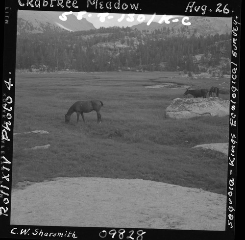 Meadow studies, Crabtree Meadow, permanent meadow photo plot study
