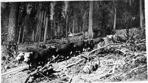 Logging, Hauling scenes at Millwood, early 1900's. Ox team