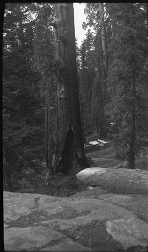 Grant Tree, Giant Sequoia, Genera; Grant Tree, base, lower of a two panel panorama
