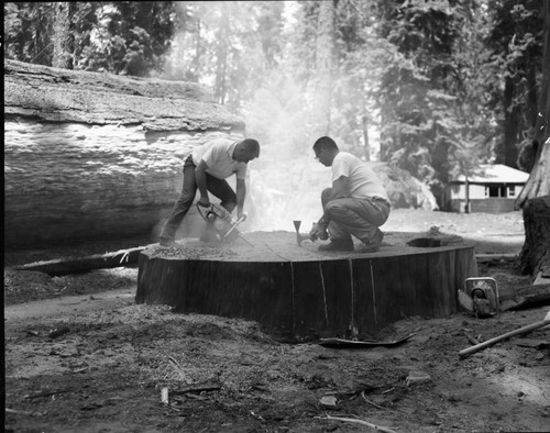 Giant Sequoia Sections, Cutting Section for University of Pennsylvania Carbon 14 Lab. Cut from felled leaning tree near lodge. Section 14"x2'x6