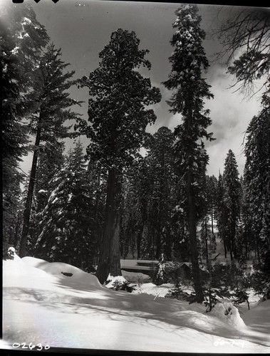 Sentinel Tree. Giant Sequoia Winter Scenes