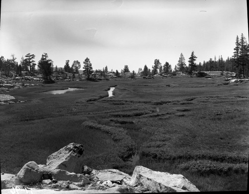 Miscellaneous Meadows, Meadow above Lower State Lake. Subalpine Meadow Plant Community