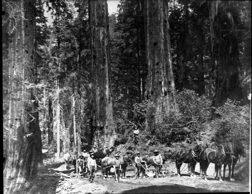 construction, Senator Cortes first man near team in front trees were then called four brothers, Cortes was teamster, blacksmith and all around laborer