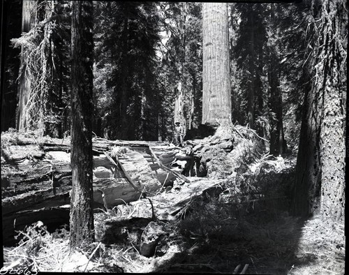 Fallen Giant Sequoias, Congress Grove