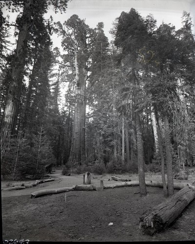 General Sherman Tree. Note: Tape on negative