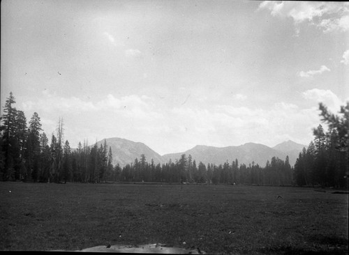 Meadow Studies, General view of pasture