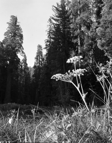 Misc. Plants, Cow Parsnip