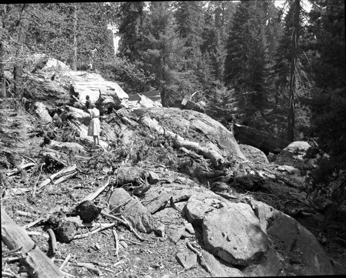 Buttress Tree, The day it fell, showing damage