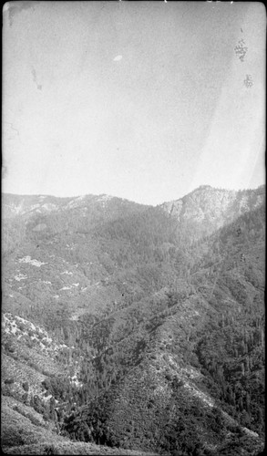 Giant Sequoias, 08155-08156 form. Panorama to show Garfield Grove. Right Panel. Type Map
