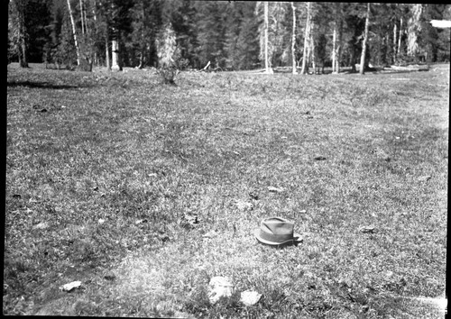 Meadow studies, typical grass condition in center of meadow. 1 to 1 1/2 inch. average height