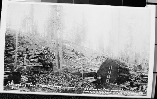 Logging, Mark Twain (Stump) Tree, Giant Sequoia Sections