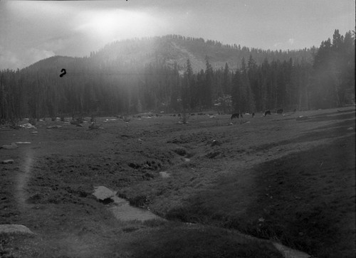 Meadow studies, closeup of stream banks, note lack of grass and hoof marks, bad cutting. remarks: Figure 56 Armstrong Report. Grazing, Misc. Meadows. Light leak