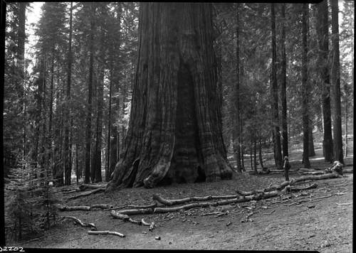 General Sherman Tree, view of base