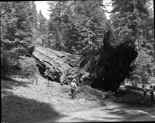 Buttress Tree, The day it fell, showing damage