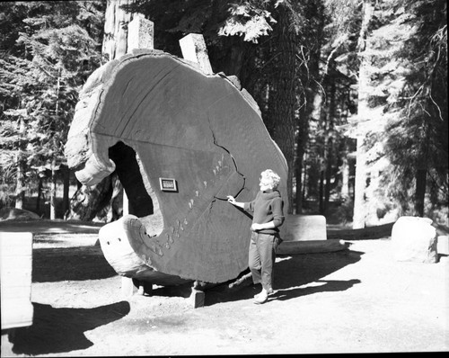 Giant Sequoia Sections, Giant Forest Museum. Exhibits