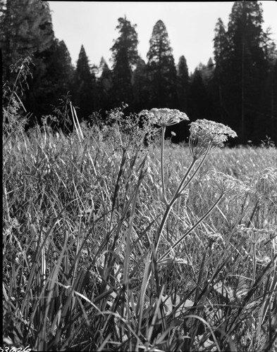 Misc. Plants, Cow Parsnip. Montane Meadow Plant Community