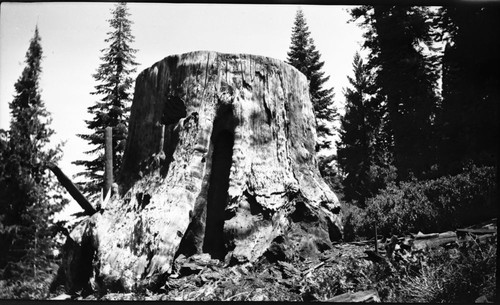 Giant Sequoia Stumps. Chicago Stump